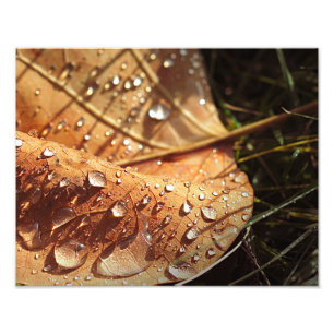 Hoja de Otoño húmeda - Foto