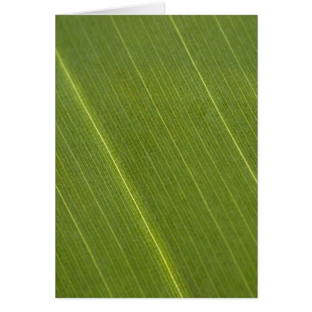 Hoja de palmera (Frente)