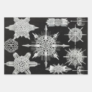 Hoja De Papel De Regalo Acanthophracta, animal acuático Wunderstrahlinge