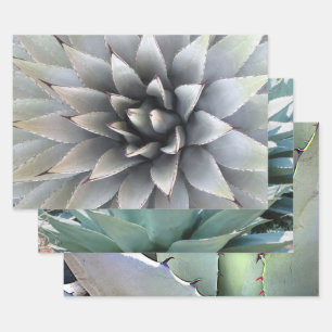 Hoja De Papel De Regalo Agave Planta Botánica Verde Cactus Desierto 