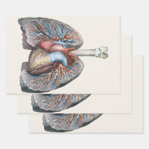 Hoja De Papel De Regalo Anatomía humana vintage pulmones corazón órganos s