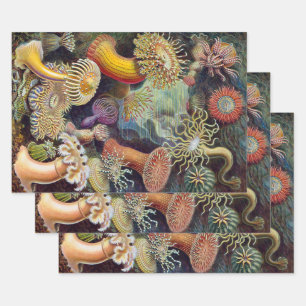 Hoja De Papel De Regalo Anémonas de mar, Actiniae vintage de Ernst Haeckel