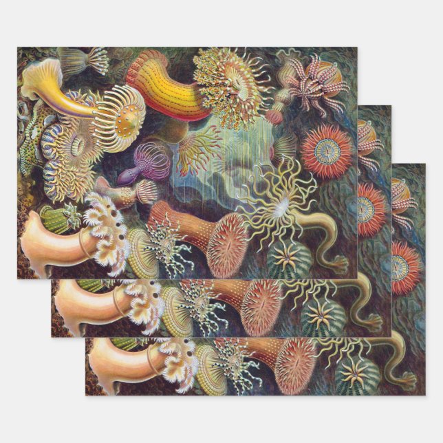 Hoja De Papel De Regalo Anémonas de mar, Actiniae vintage de Ernst Haeckel (Set)