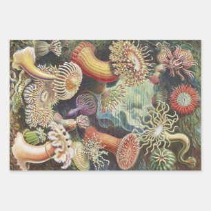 Hoja De Papel De Regalo Anemones marinos, Actiniae Seanemonen Ernst Haecke