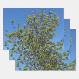 Hoja De Papel De Regalo Árbol De Ash Alto En La Hermosa Foto Del Cielo Azu