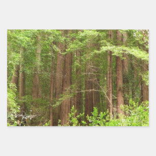 Hoja De Papel De Regalo Árboles de secuoya en monumento nacional Muir Wood