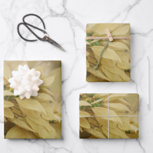 Hoja De Papel De Regalo Arte digital de poinsettias de color crema