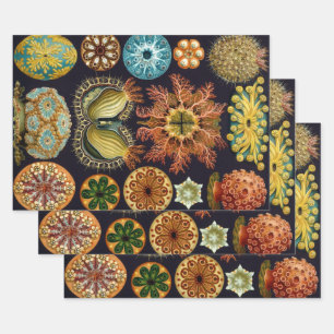 Hoja De Papel De Regalo Ascidiae por Ernst Haeckel, Animales Marinos Antig