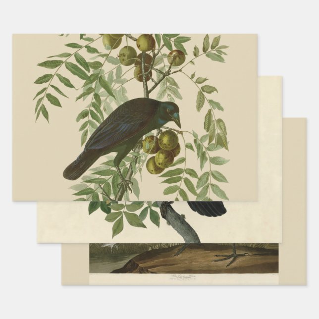 Hoja De Papel De Regalo Audubon American Crow Black Bird (Set)
