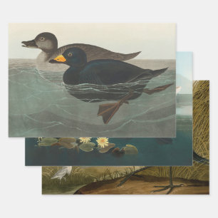 Hoja De Papel De Regalo Audubon American Scoter Duck Classic
