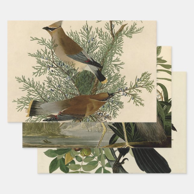 Hoja De Papel De Regalo Audubon Cedar Waxwing Bird (Set)