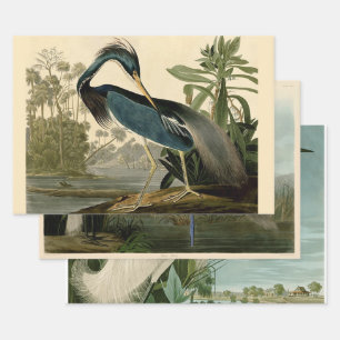 Hoja De Papel De Regalo Audubon Louisiana Garza Aves América Arte