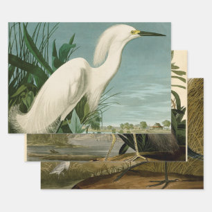 Hoja De Papel De Regalo Audubon Snowy Heron White Egret Bird Birding