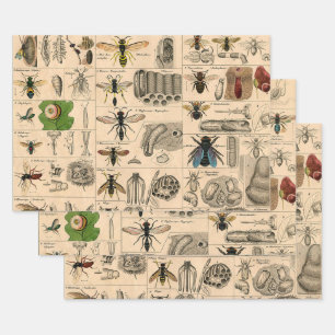 Hoja De Papel De Regalo Bee Insect Bug Wasp Natural History Bees