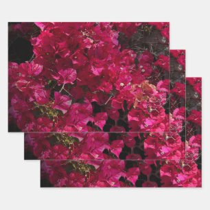 Hoja De Papel De Regalo Bougainvillea Red Tropical Vining Shrub Foto
