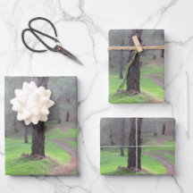 Camino de Pine Forest