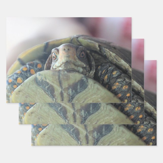 Hoja De Papel De Regalo Cara de tortuga (Set)