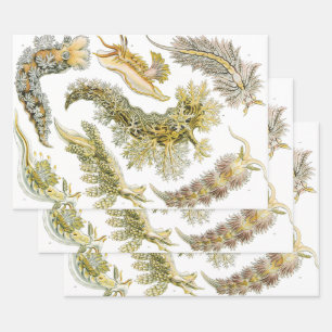 Hoja De Papel De Regalo Caracoles vintage y manchas marinas por Ernst Haec