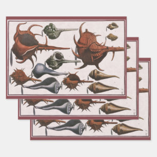 Hoja De Papel De Regalo Cascos marinos de época, cáscaras oceánicas Vida m