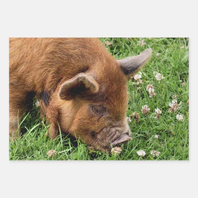 HOJA DE PAPEL DE REGALO CERDO CUTIDO (Anverso)