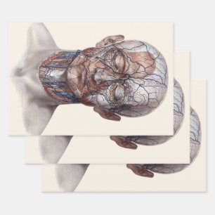 Hoja De Papel De Regalo Ciencia de anatomía humana vintage, garganta nariz