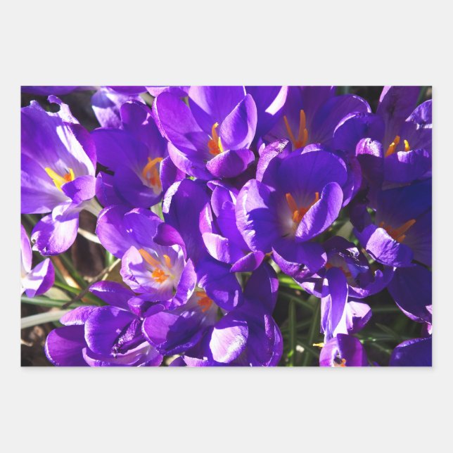 HOJA DE PAPEL DE REGALO CROCUS DE PRIMAVERA (Anverso)