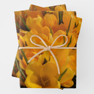 Hoja De Papel De Regalo Crocuses amarillos - Felices heralías florales de 