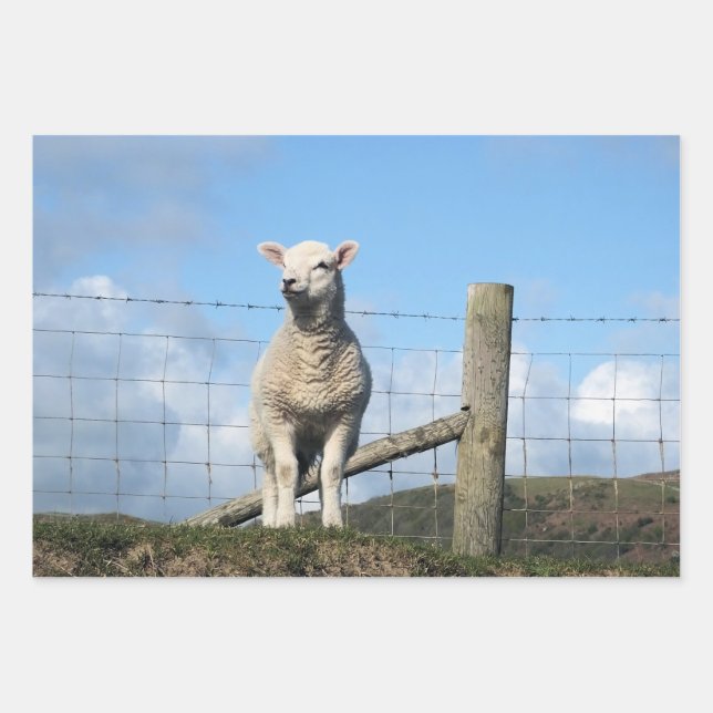 HOJA DE PAPEL DE REGALO CUADRAR LAMB (Anverso)