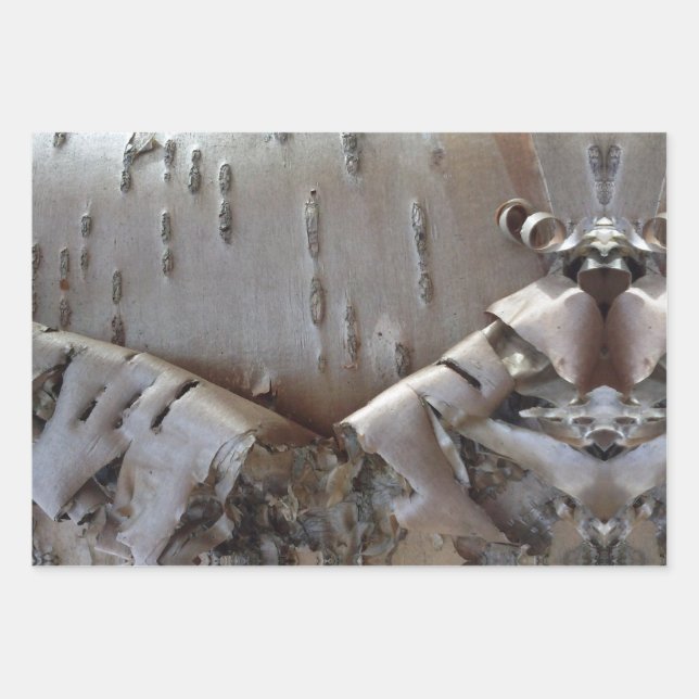 Hoja De Papel De Regalo Curly Birch Bark Tree Rustic (Anverso)