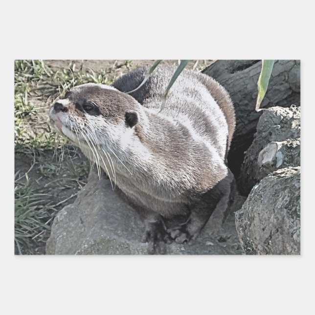 HOJA DE PAPEL DE REGALO CUTE OTTER (Anverso 2)