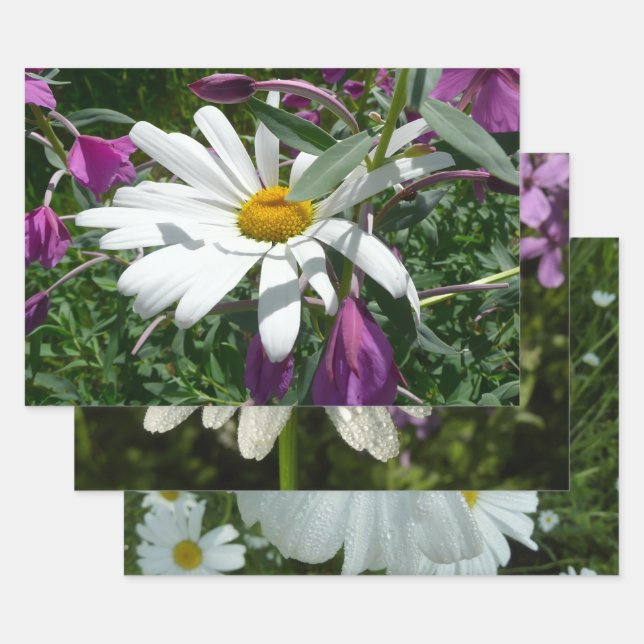 Hoja De Papel De Regalo Daisy y Chamerion Wildflower (Set)
