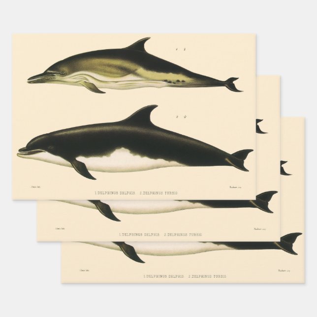 Hoja De Papel De Regalo Delfines de época, animales marinos y mamíferos (Set)