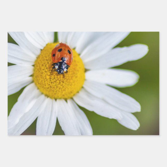 Hoja De Papel De Regalo ¡Diablos afortunados con esta mariquita! (Anverso 3)