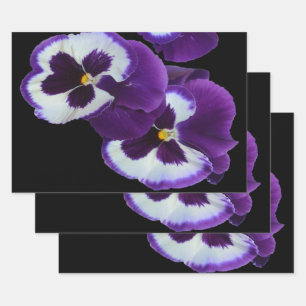 Hoja De Papel De Regalo El trío de las flores moradas de pansy blanco: la 