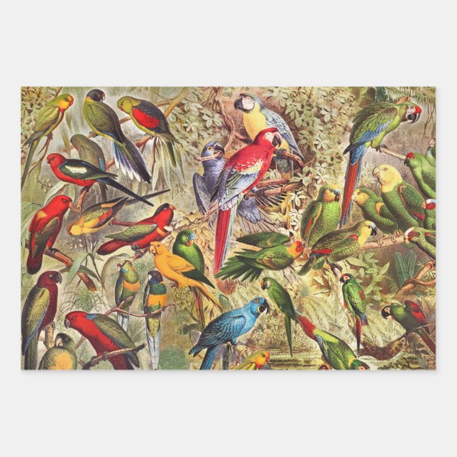 Hoja De Papel De Regalo Elegantes loros de aves tropicales de época (Anverso)