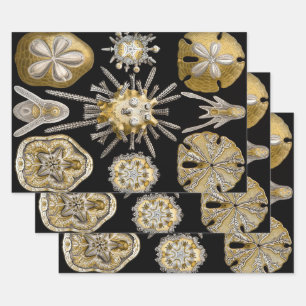 Hoja De Papel De Regalo Erizos de Mar Antiguos Dólares de Arena por Ernst 