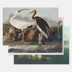 Hoja De Papel De Regalo Estampa Clásica de Pájaro Ibis Blanco de John Jame