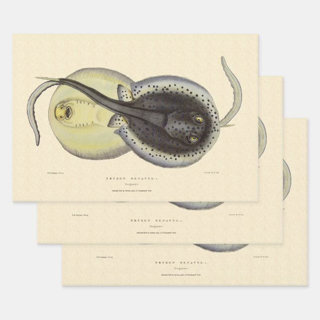 Hoja De Papel De Regalo Estingrays vitícolas, animales marinos oceánicos (Set)