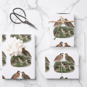 Hoja De Papel De Regalo Familia Bobwhite Quail