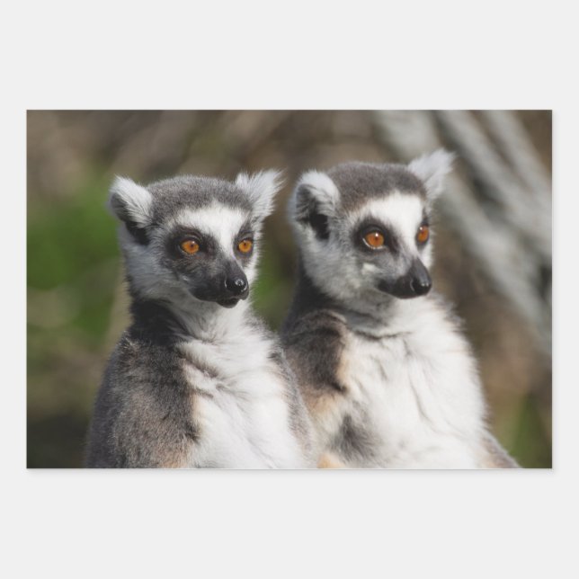Hoja De Papel De Regalo Familia Lemur Catta (Anverso)