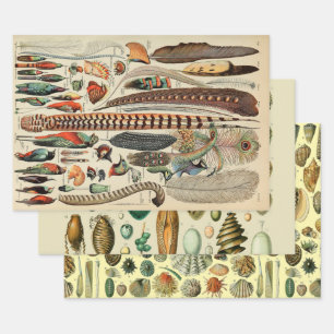 Hoja De Papel De Regalo Feather Bird Wildlife Antigüedades Feathers