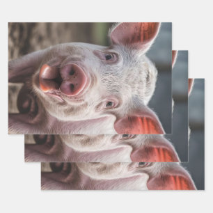 Hoja De Papel De Regalo Feliz Poke de la Lengua Porcina Blanca,