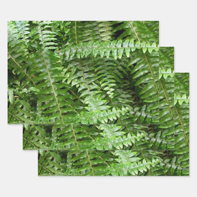 Hoja De Papel De Regalo Fern Fronds I Green Nature (Set)