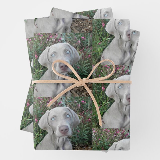 Hoja De Papel De Regalo Fiesta del Jardín de Brooklyn - Perro Weimaraner (In situ)