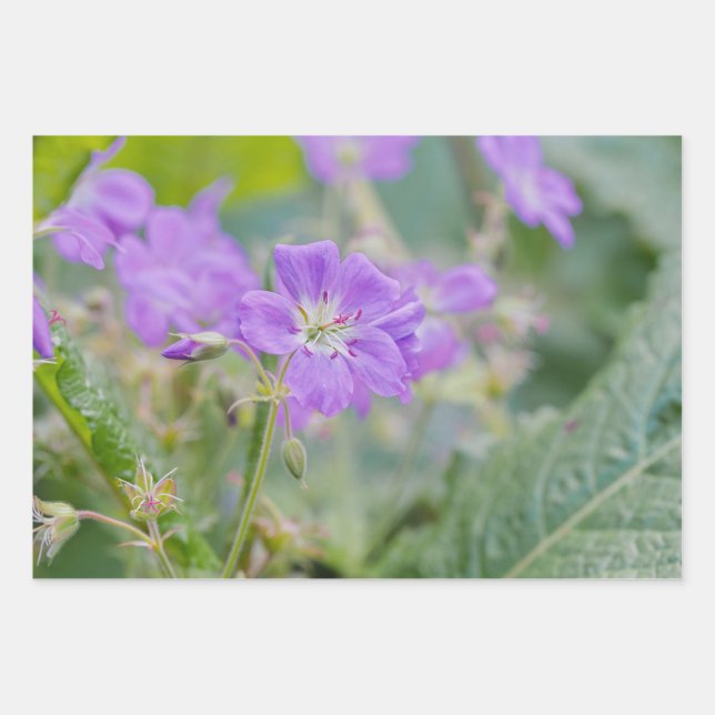 Hoja De Papel De Regalo Flor silvestre Lilac Foto Geranium Flor botánica (Anverso)