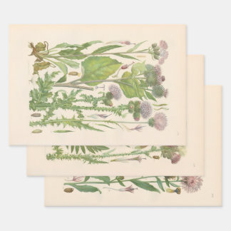 Hoja De Papel De Regalo Flora ilustrada de Europa Central de Gustav Hegi