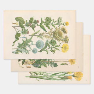 Hoja De Papel De Regalo Flora ilustrada de Europa Central de Gustav Hegi