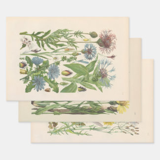 Hoja De Papel De Regalo Flora Ilustrada de Europa Central de Gustav Hegi