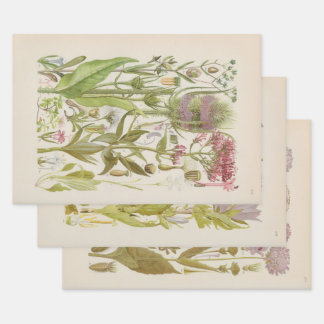 Hoja De Papel De Regalo Flora ilustrada de Europa Central de Gustav Hegi