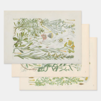 Hoja De Papel De Regalo Flora ilustrada de Europa Central de Gustav Hegi